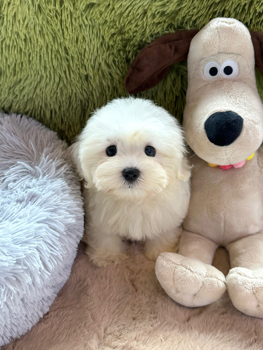 꼬숑 분양합니다 