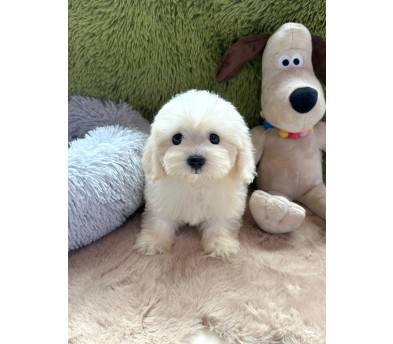 꼬숑 분양합니다 